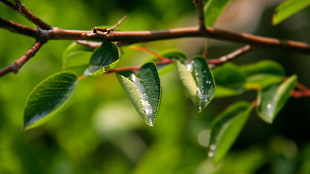 selective focus photography of green leaf tree